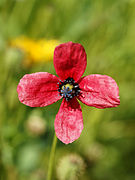 Papaver hybridum