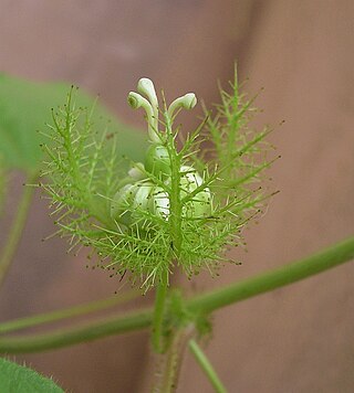 <span class="mw-page-title-main">Protocarnivorous plant</span> Carnivorous plant that can not digest prey