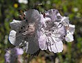 Phacelia cicutaria