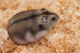 <span class="mw-page-title-main">Winter white dwarf hamster</span> Species of hamster kept as pets