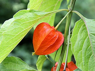 <i>Alkekengi</i> Species of edible flowering plant native to Eurasia