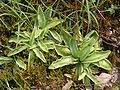 Pinguicula vulgaris plants Germany - Berchtesgadener Alpen