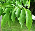 'Hoersholmiensis' foliage