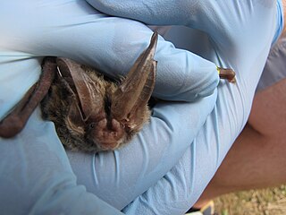 <span class="mw-page-title-main">Rafinesque's big-eared bat</span> Species of bat