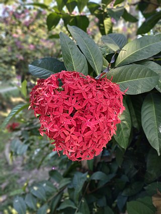 <i>Ixora</i> Genus of plants