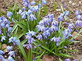 Sibirinė scylė (Scilla siberica)