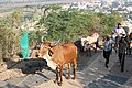 Colline de Shatrunjaya