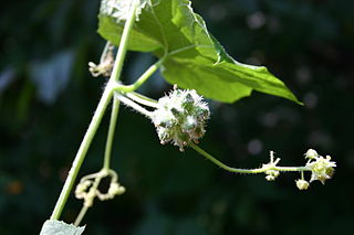 <i>Sicyos angulatus</i> Species of flowering plant