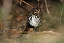 Streak-chested Antpitta.jpg