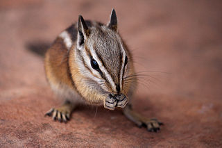 <span class="mw-page-title-main">Uinta chipmunk</span> Species of rodent