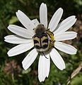 Kimalaiskuoriainen (Trichius fasciatus), vaaraton kovakuoriainen.