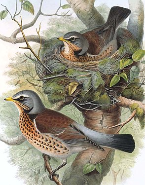 Cocoșarul după John Gould (The birds of Great Britain 1873)