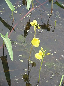 Utricularia aurea growing in a rice paddy in Thailand. Utricularia aureaRHu2.JPG