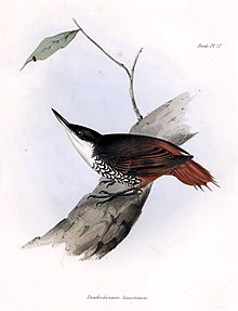 Dessin d'un oiseau au plumage brun rouge et au corps moucheté, sur une branche grisâtre.