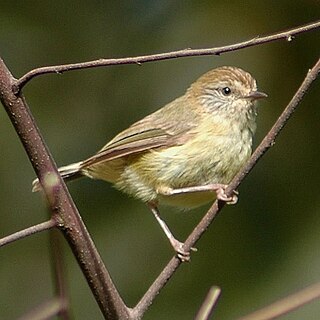 <i>Acanthiza</i> Genus of birds