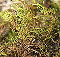 Abietinella abietina. Fam. Thuidiaceae