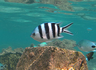 <span class="mw-page-title-main">Scissortail sergeant</span> Species of fish