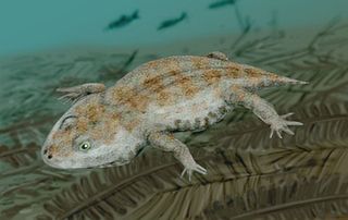 <span class="mw-page-title-main">Amphibamiformes</span> Extinct clade of temnospondyls