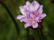 Armeria maritima