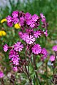 Reydlig bjargablóma (Silene dioica)