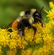 Bombus ternarius