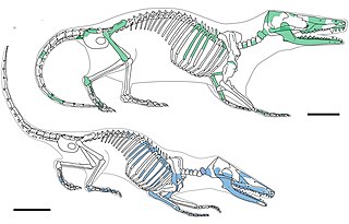 Docodonta Extinct order of mammaliaforms