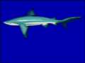 Bukasnukis ryklys (Carcharhinus leucas)