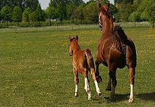 A foal will be able to run alongside of its dam within a few hours of birth. CanonKiss 1796.jpg