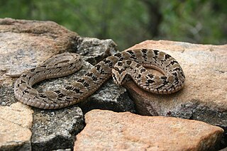 <i>Causus</i> Genus of snakes