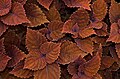 Image 84Coleus