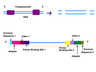 Double stranded DNA is cleaved by transposomes. The cut ends are repaired and adapters, indices, primer binding sites, and terminal sites are added to each strand of the DNA. Image based in part on illumina's sequencing video DNA Processing Preparation.png