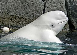 Megudol (Delphinapterus leucas) (Monodontidae)