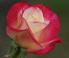 A red and white flower.