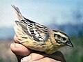 Ortolan tal-Lvant Emberiza Aureola (K)