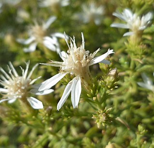 <i>Ericameria resinosa</i> Species of flowering plant