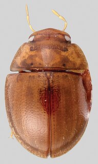 <i>Globulosis</i> Genus of beetles