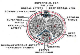 <span class="mw-page-title-main">Dorsal veins of the penis</span>