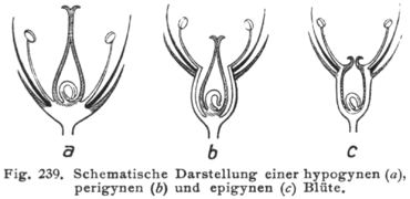 Ilustração mostrando seções longitudinais de flores hipóginas (a), períginas (b) e epíginas (c).