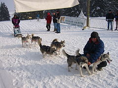 Course de chiens d'attelage vers Pontarlier.