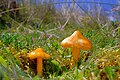 Hygrocybe conicoides