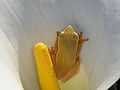 Arum frog, national amphibian of South Africa