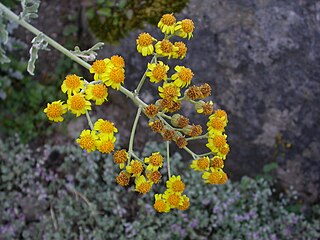 <i>Jacobaea gibbosa</i> Species of flowering plant