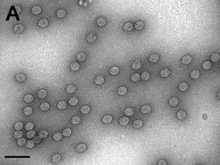 <i>Caulimovirus</i> Genus of viruses