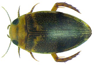 <i>Laccophilus inefficiens</i> Species of beetle