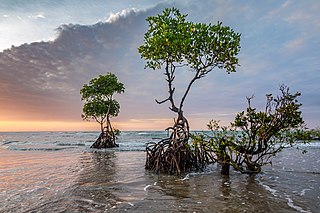 <span class="mw-page-title-main">Mangrove forest</span> Productive wetlands that occur in coastal intertidal zones