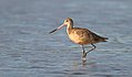 MarbledGodwit-1APR2017.jpg