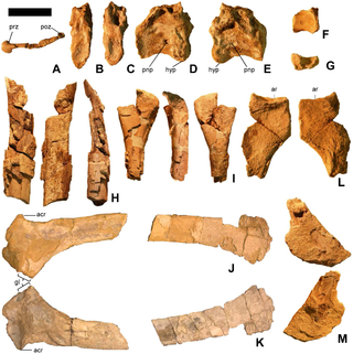 <i>Martharaptor</i> Extinct genus of dinosaurs