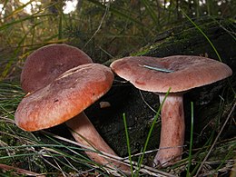 Švelnusis piengrybis (Lactarius rufus)