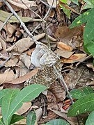 Molt of rat snake.jpg