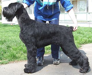 <span class="mw-page-title-main">Giant Schnauzer</span> Dog breed